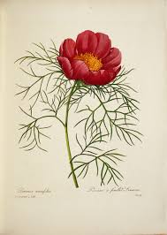 fleur redoute newsletter 24novembre2016