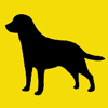 Les chiens en ville