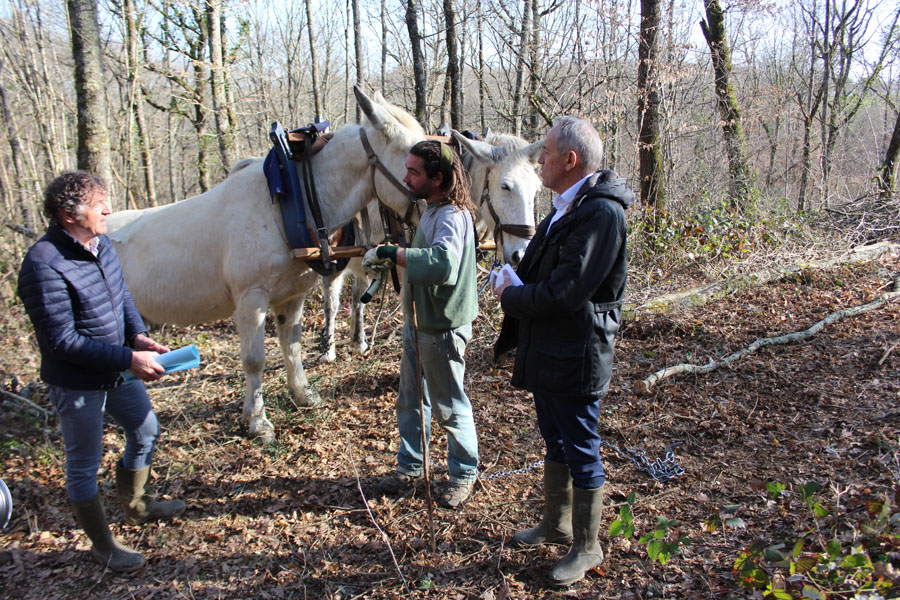 photo une mulesboisdauch 25fev2019