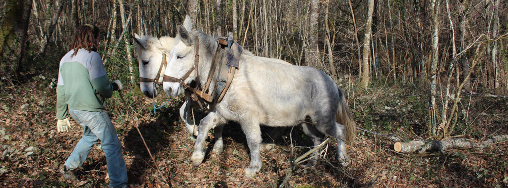 vignette une mulesboisauch 25fev2019