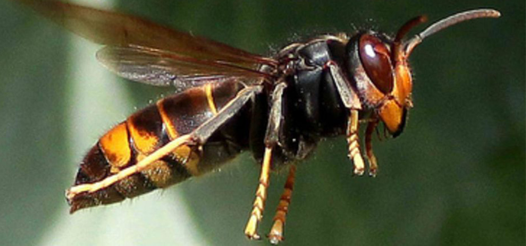 frelon une-