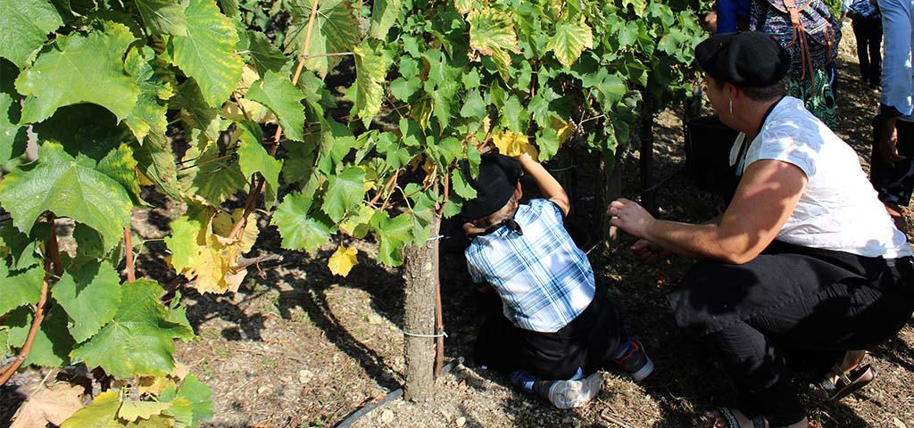 vendanges une2