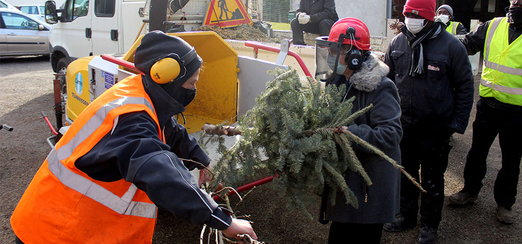 sapins une