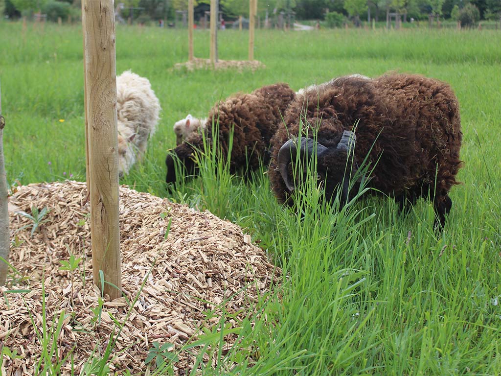 mouton 1
