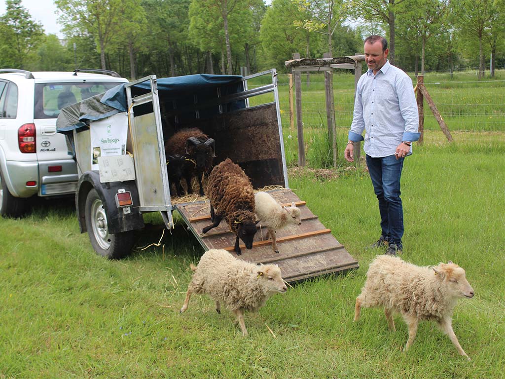 mouton 2