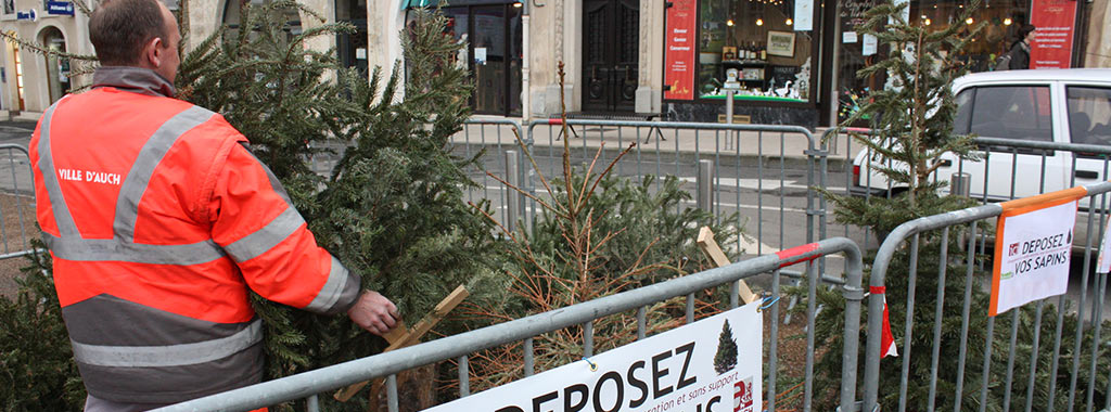 vignette une collecte sapin