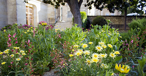 7 tulipes bibliotheque