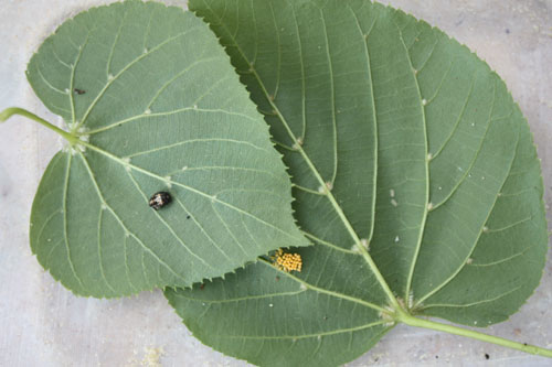 Coccinelles et pucerons