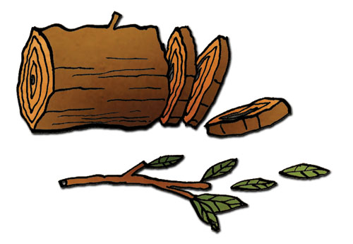 Les déchets végétaux - illustration © Seb cazes