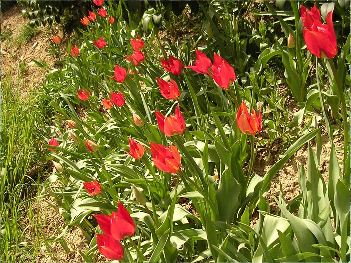 tulipa raddii 
