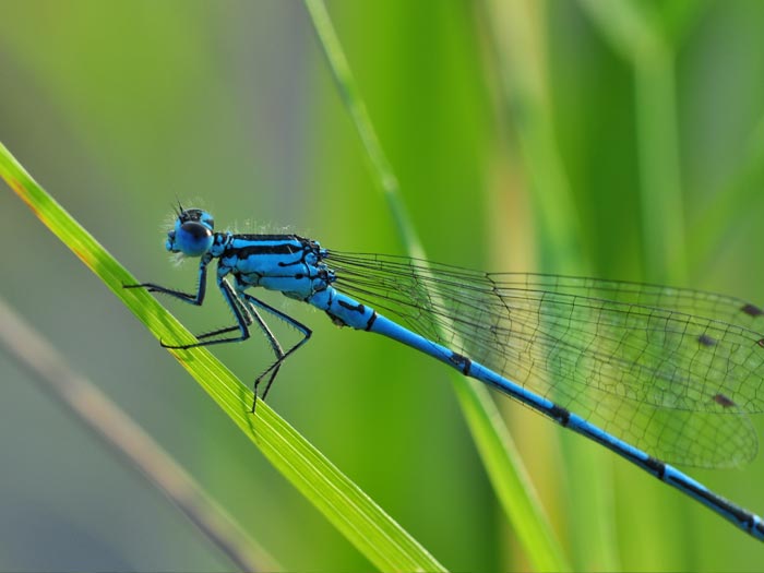 Libellule Agrion de mercure